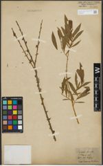 Foto von Salix purpurea L. x Salix viminalis L.